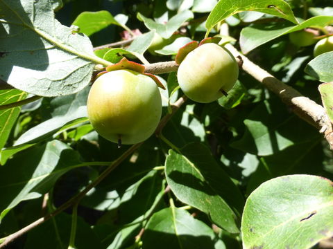 Image of common persimmon