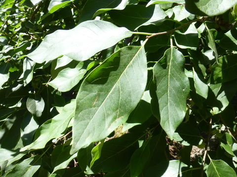 Image of common persimmon