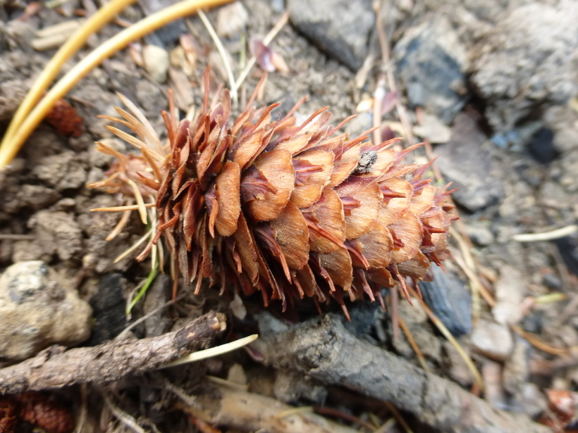 Larix occidentalis Nutt. resmi