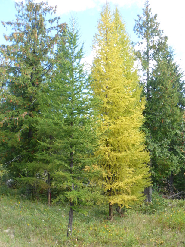 Image of western larch