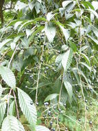 Image of Meliosma cuneifolia Franch.