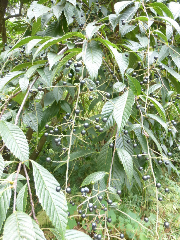 Plancia ëd Meliosma cuneifolia Franch.