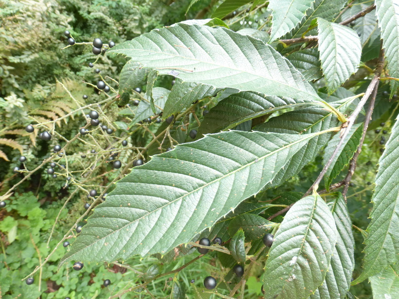 Plancia ëd Meliosma cuneifolia Franch.