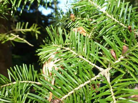 Image of Manchurian Fir