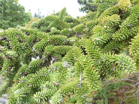 Image of Spanish Fir