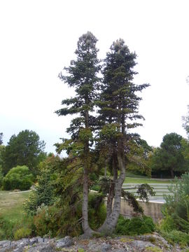 Image of Spanish Fir