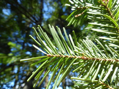 Image of Sakhalin Fir