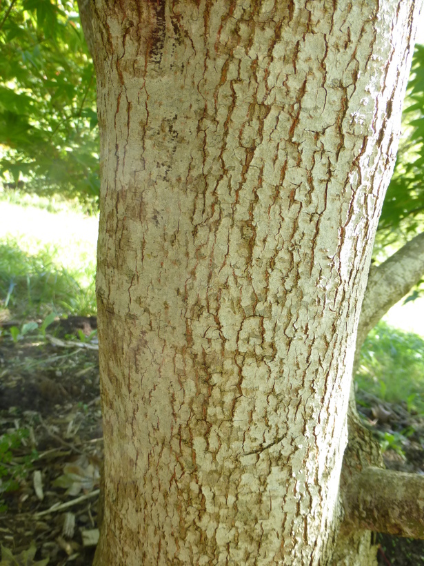 Image of Campbell's Maple