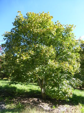Image of Campbell's Maple
