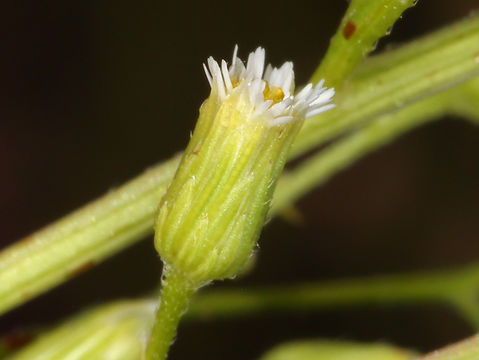 Image of Canadian Horseweed