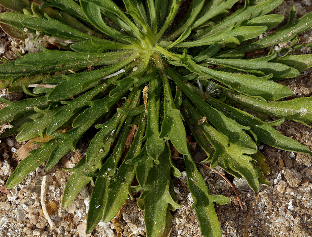 Image of Canadian Horseweed