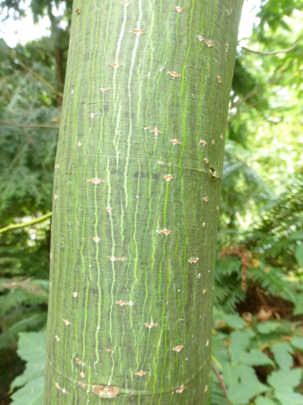 Image of Acer caudatifolium Hayata