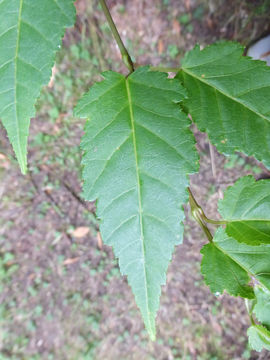 Image de Acer caudatifolium Hayata