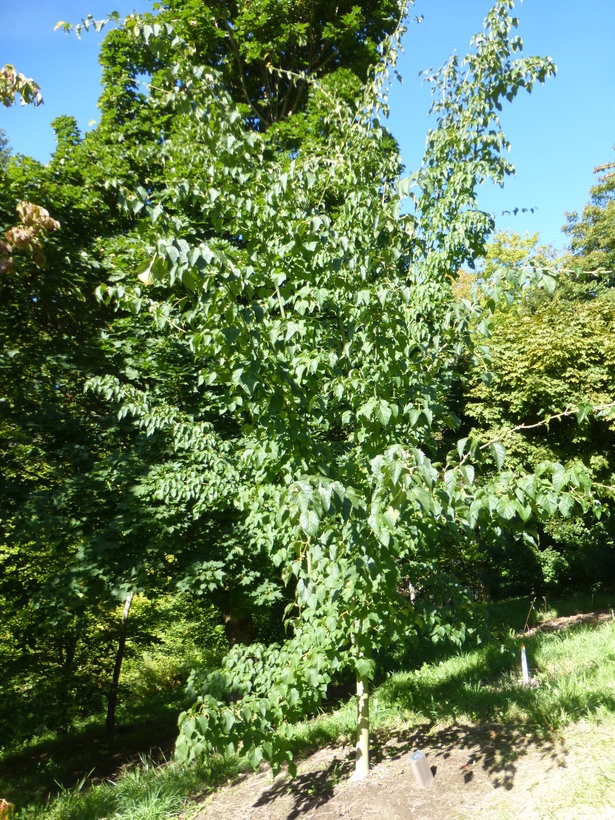 Image of Père David's maple