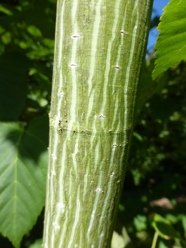 Image of Père David's maple