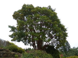 Imagem de Acer triflorum var. leiopodum Hand.-Mazz.