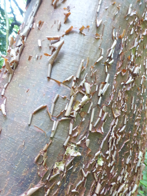 Imagem de Acer triflorum var. leiopodum Hand.-Mazz.