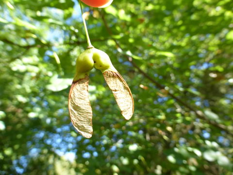 Image of Montpellier Maple