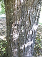 Image of Montpellier Maple