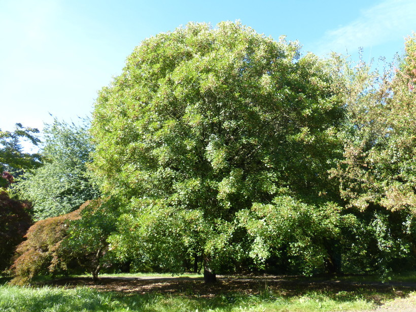 Image of Montpellier Maple