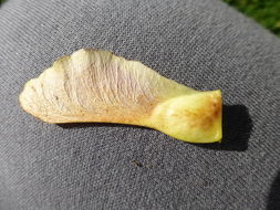 Image of Norway Maple