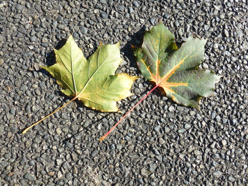 Image of Norway Maple