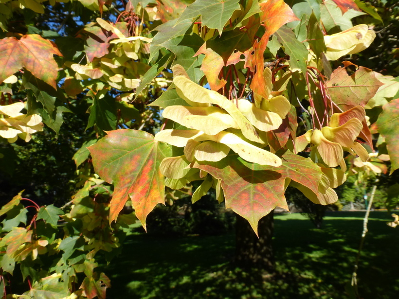 Image of Norway Maple