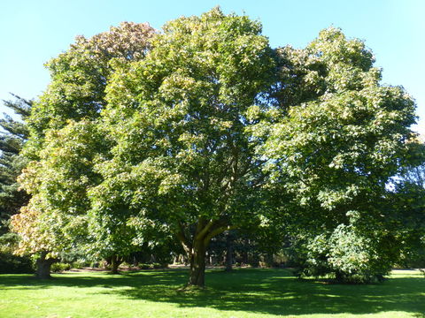 Image of Norway Maple