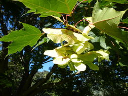 Image of Norway Maple