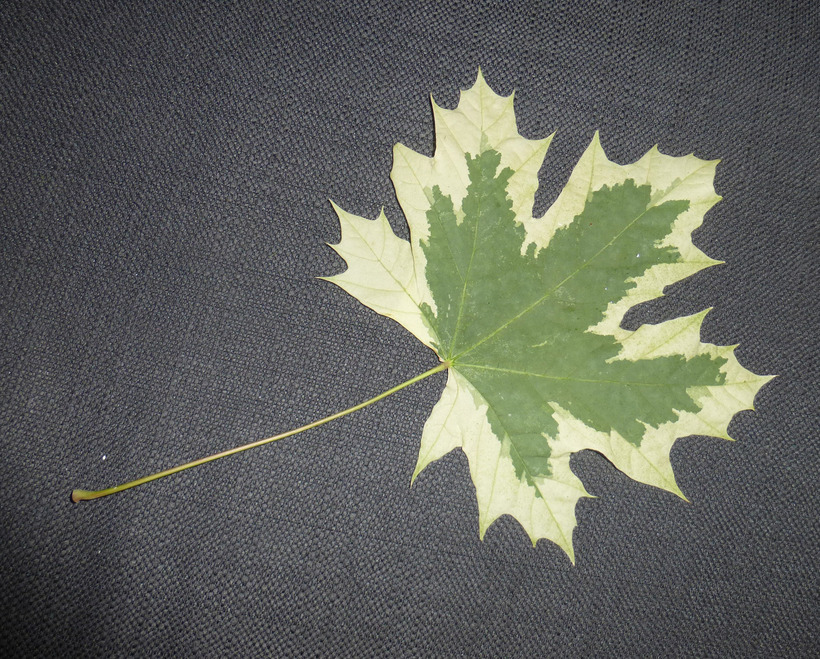 Image of Norway Maple