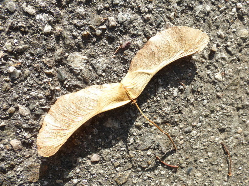 Image of Norway Maple