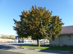 Image of Norway Maple