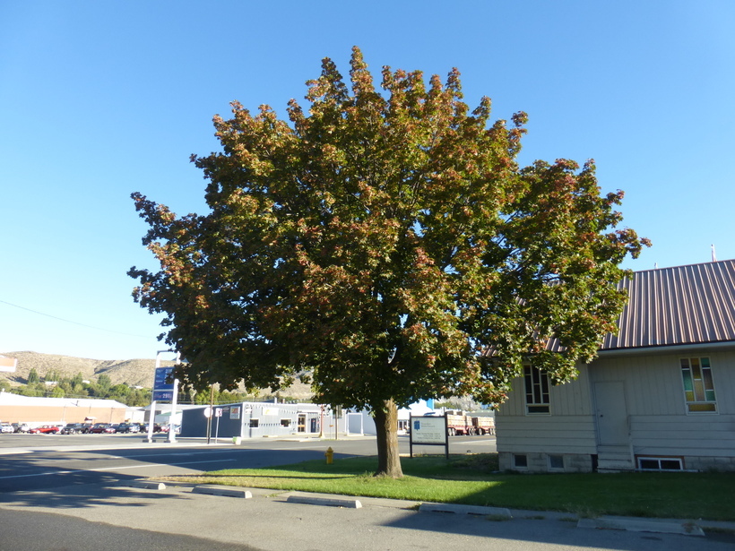 Image of Norway Maple