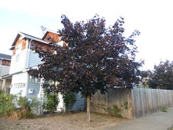 Image of Norway Maple