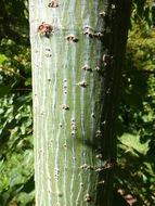 Image of Acer rubescens Hayata