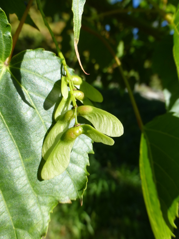 صورة Acer rubescens Hayata