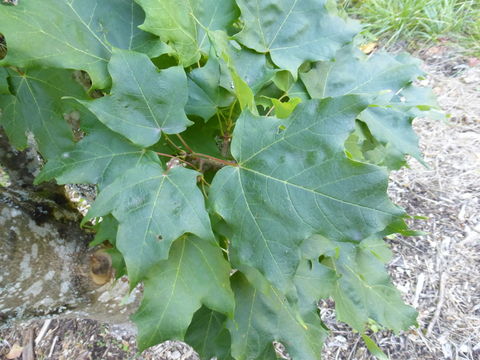 Image of sugar maple