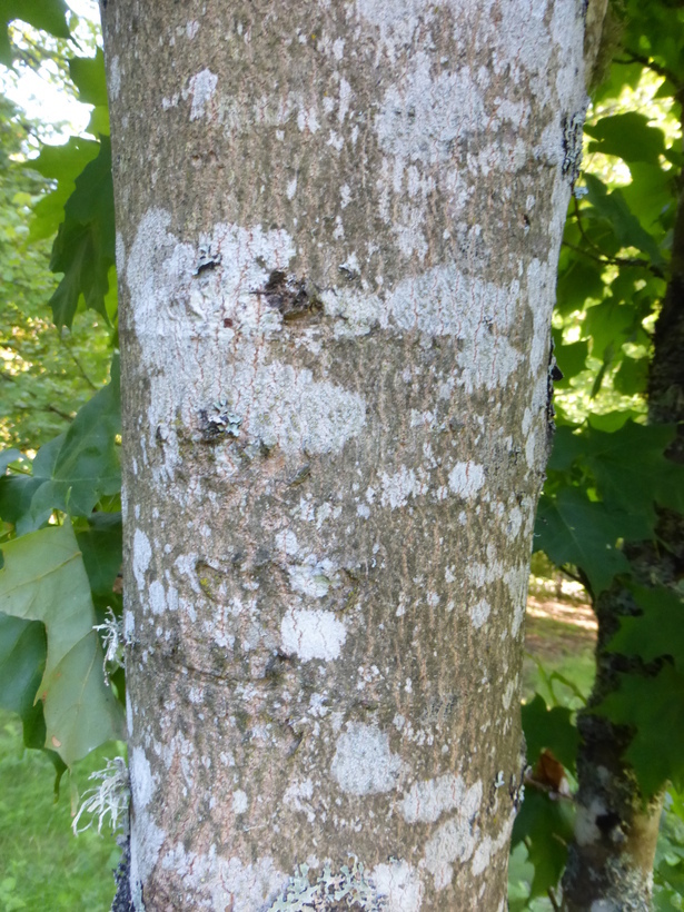 Image of sugar maple