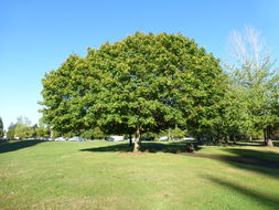 Image of sugar maple