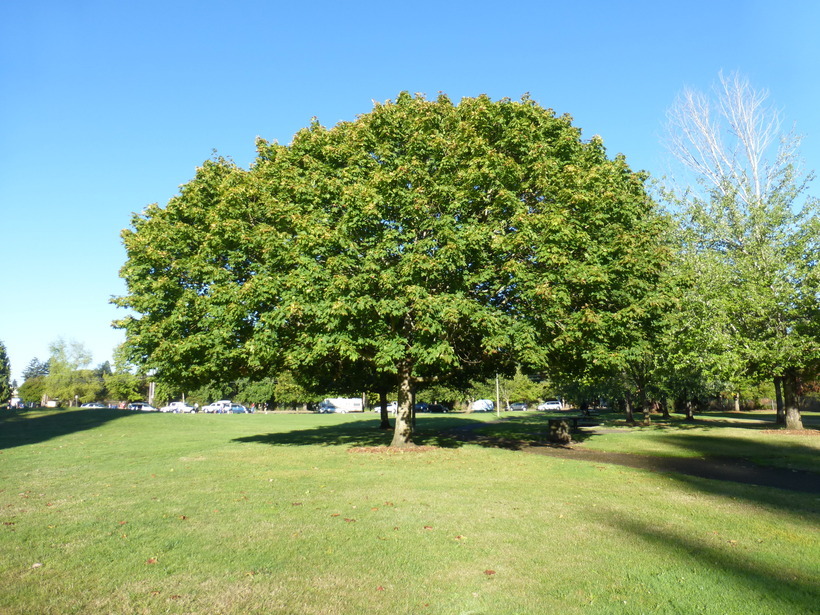 Image of sugar maple