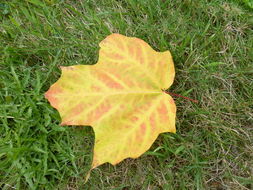 Image of sugar maple