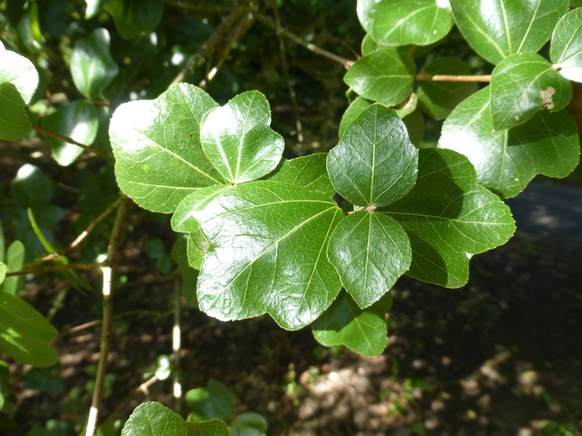 Image of Cretan maple