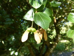 Imagem de Acer sempervirens L.