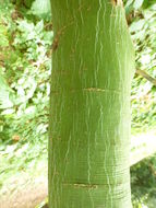 Image of <i>Acer stachyophyllum</i> ssp. <i>betulifolium</i>