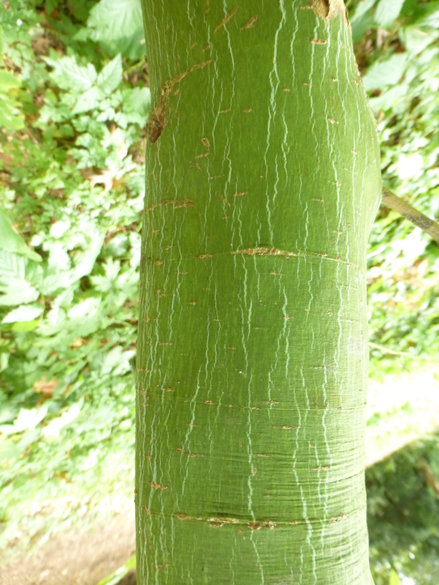 Image of <i>Acer stachyophyllum</i> ssp. <i>betulifolium</i>