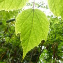 Imagem de <i>Acer stachyophyllum</i> ssp. <i>betulifolium</i>