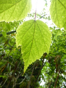 Imagem de <i>Acer stachyophyllum</i> ssp. <i>betulifolium</i>