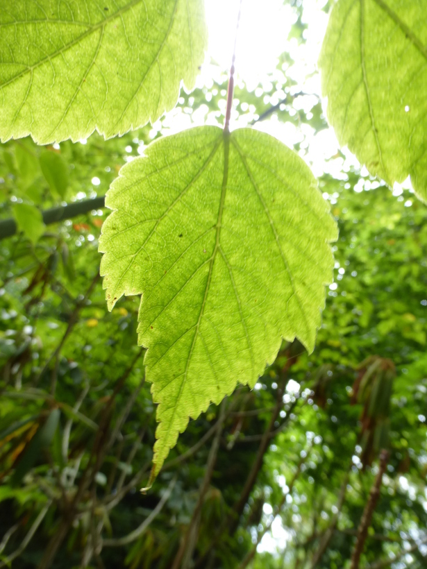 Image of <i>Acer stachyophyllum</i> ssp. <i>betulifolium</i>