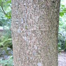Image of Acer sterculiaceum subsp. franchetii (Pax) Murray