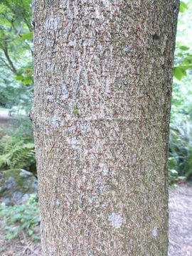 Plancia ëd Acer sterculiaceum subsp. franchetii (Pax) Murray